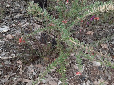 Grevillea alpina, photographed by spacegecko