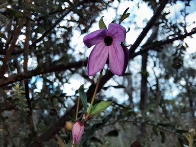 Tetratheca ciliata, photographed by spacegecko