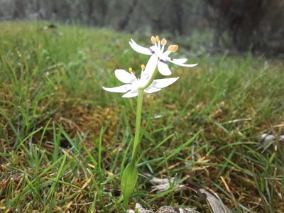 Wurmbea dioica, photographed by spacegecko