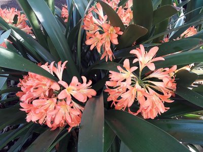 Clivia miniata, photographed by Ferncliffe forest wilding