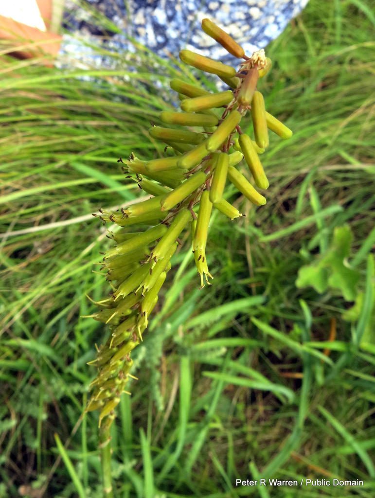 Kniphofia parviflora, photographed by Peter Warren