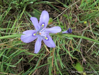 Moraea inclinata, photographed by Peter Warren