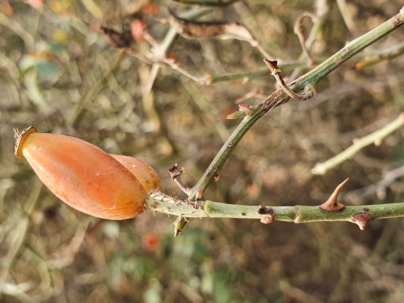 Rosa micrantha, photographed by Mehdi Chetibi