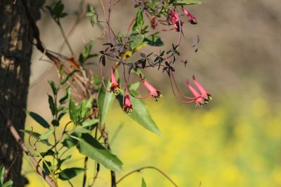 Tropaeolum pentaphyllum, photographed by demianlescano