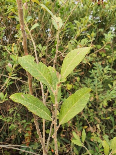 Salix pedicellata, photographed by Mehdi Chetibi