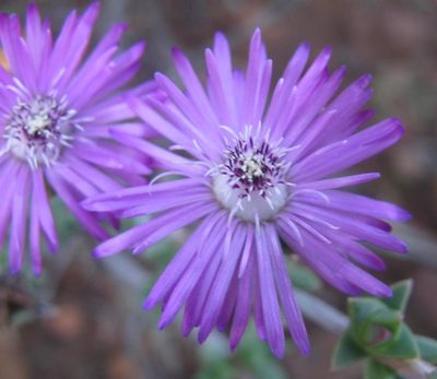 Antimima gracillima, photographed by douglaseustonbrown