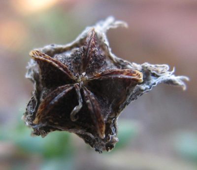 Antimima gracillima, photographed by douglaseustonbrown