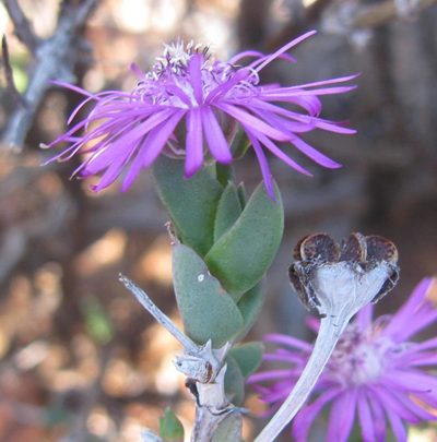 Antimima gracillima, photographed by douglaseustonbrown