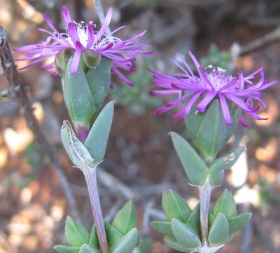 Antimima gracillima, photographed by douglaseustonbrown