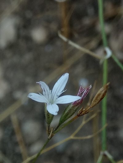 Dianthus illyricus, photographed by Karim Haddad