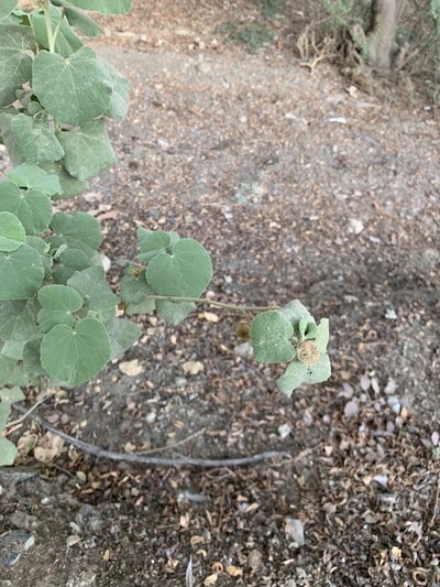Abutilon pannosum, photographed by Arabella Willing