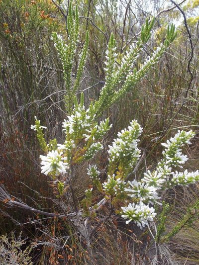Erica colorans, photographed by Nicola van Berkel