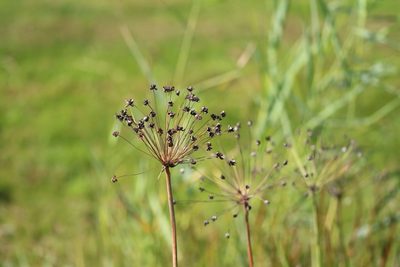 Butomus umbellatus, photographed by Charlie Farrell