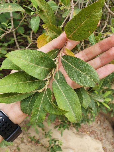 Salix pedicellata, photographed by Mehdi Chetibi