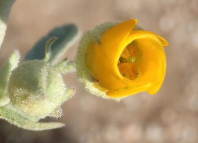 Hermannia incana, photographed by Nicola van Berkel