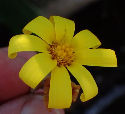 Othonna petiolaris, photographed by Nicola van Berkel