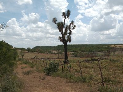 Yucca filifera, photographed by Rodolfo Salinas Villarreal