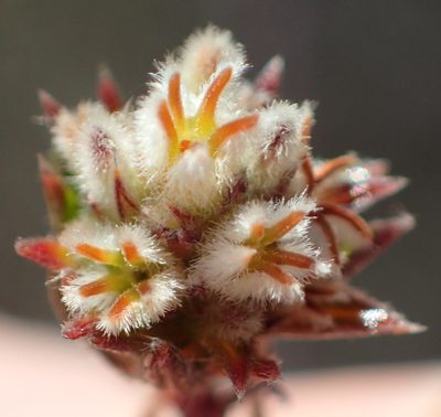 Phylica agathosmoides, photographed by Nicola van Berkel