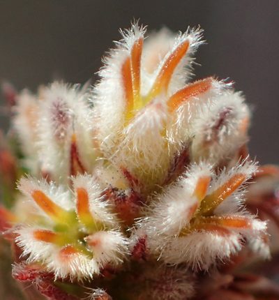 Phylica agathosmoides, photographed by Nicola van Berkel