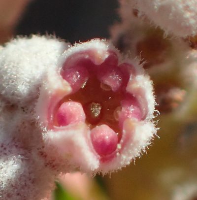 Phylica cryptandroides, photographed by Nicola van Berkel