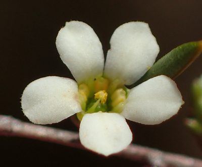 Coleonema juniperinum, photographed by Nicola van Berkel