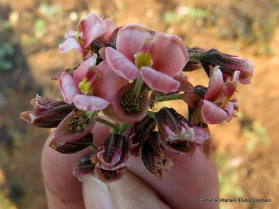 Pomaria sandersonii, photographed by Peter Warren