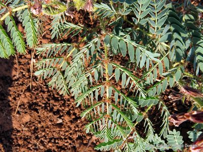 Pomaria sandersonii, photographed by Peter Warren