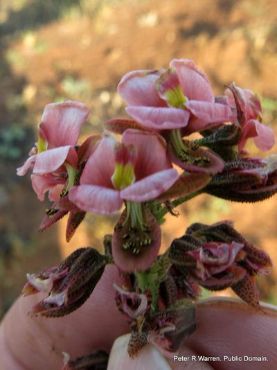Pomaria sandersonii, photographed by Peter Warren