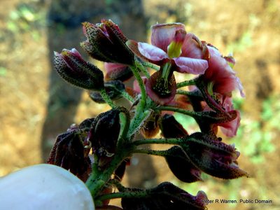 Pomaria sandersonii, photographed by Peter Warren
