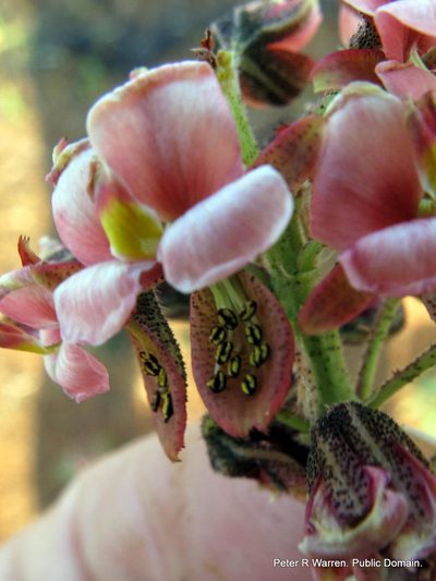 Pomaria sandersonii, photographed by Peter Warren