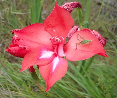 Gladiolus sempervirens, photographed by Nicola van Berkel