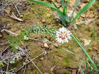 Phylica calcarata, photographed by linkie