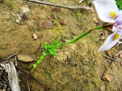 Moraea fergusoniae, photographed by linkie
