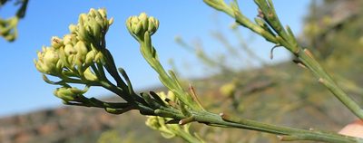 Thesium occidentale, photographed by Nicola van Berkel