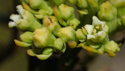 Thesium occidentale, photographed by Nicola van Berkel