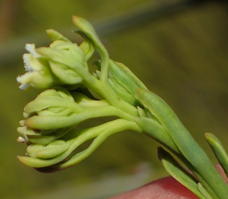 Thesium occidentale, photographed by Nicola van Berkel