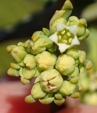 Thesium occidentale, photographed by Nicola van Berkel