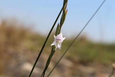 Gladiolus inandensis, photographed by Brian du Preez