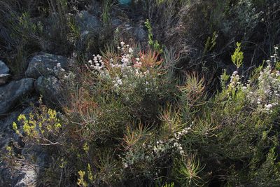 Protea humiflora, photographed by Tony Rebelo