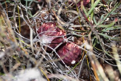 Protea humiflora, photographed by Tony Rebelo