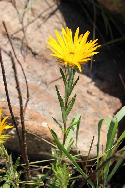 Berkheya insignis, photographed by Brian du Preez