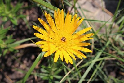 Berkheya insignis, photographed by Brian du Preez
