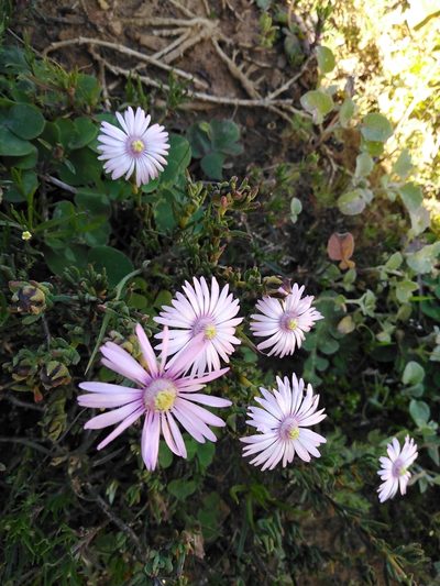 Lampranthus leptaleon, photographed by melda