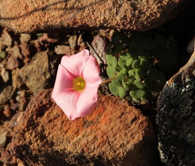 Oxalis convexula, photographed by Tony Rebelo