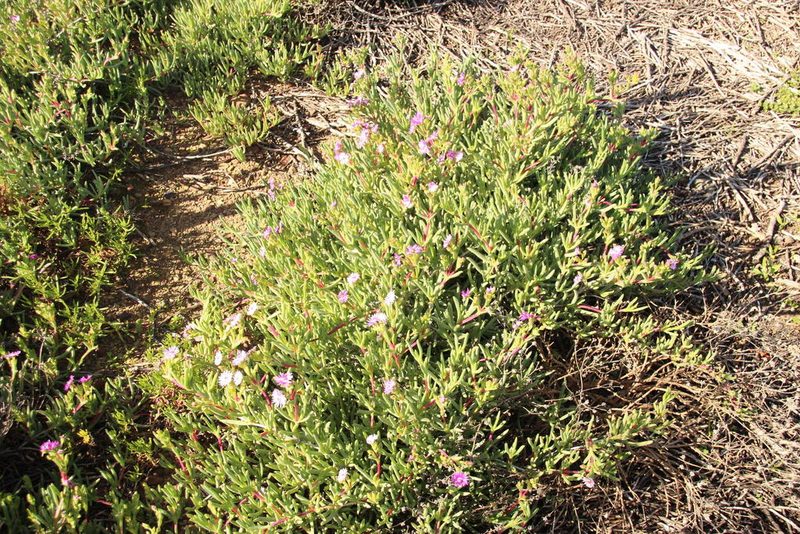 Ruschia costata, photographed by Tony Rebelo