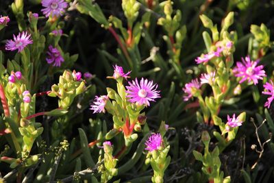 Ruschia costata, photographed by Tony Rebelo