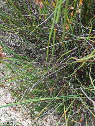 Cannomois arenicola, photographed by Chris Vynbos