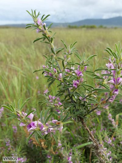 Psoralea bolusii, photographed by Chris Vynbos