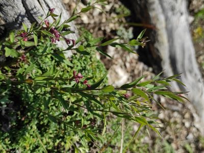 Polygala sibirica, photographed by Юлия