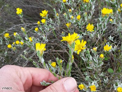 Oedera rotundifolia, photographed by Chris Vynbos